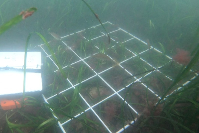 Seabed restoration project support