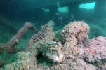 Native oysters on shipwreck